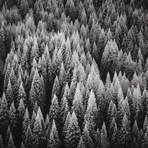 Papier Peint Panoramique Noir Et Blanc Forêt Vue Du Ciel